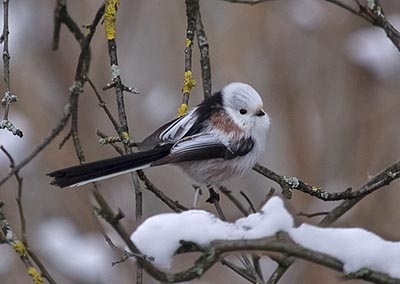 Codibugnolo a testa bianca
